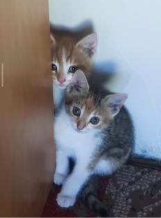 Katzenbabys zu verschenken