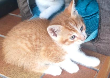 Katzenbabys zu verschenken