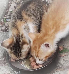Katzenbabys zu verschenken
