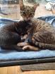 Katzenbaby Pärchen suchen liebevolles Zuhaus e