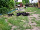 8 Doggenbabys