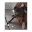 American Bully Hündin.