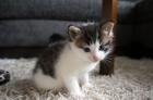 Maine-Coon/Perser/ Hauskatze