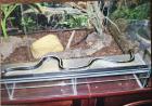 Königsnatter mit Terrarium