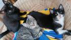Hauskatze Katzenkinder Katze Kater Kitten