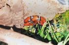 Königsnatter mit Terrarium